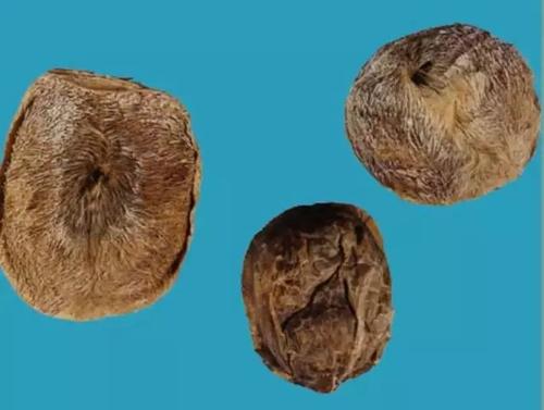 麝香是什么 麝香是什么