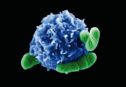 小分子化合物定制合成