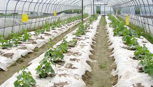 什么是光降解地膜 什么是光降解地膜