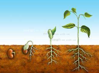 植物生长调节剂作用 植物生长调节剂作用