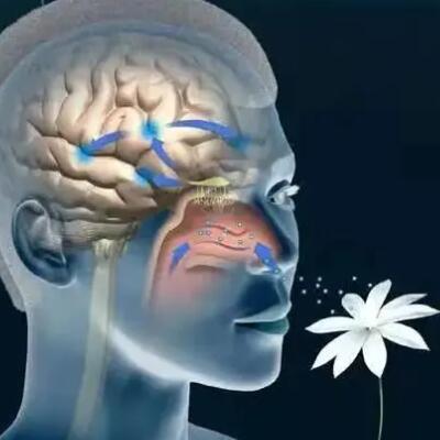 香气存在的意义